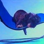 Immagine di Dodi Siena